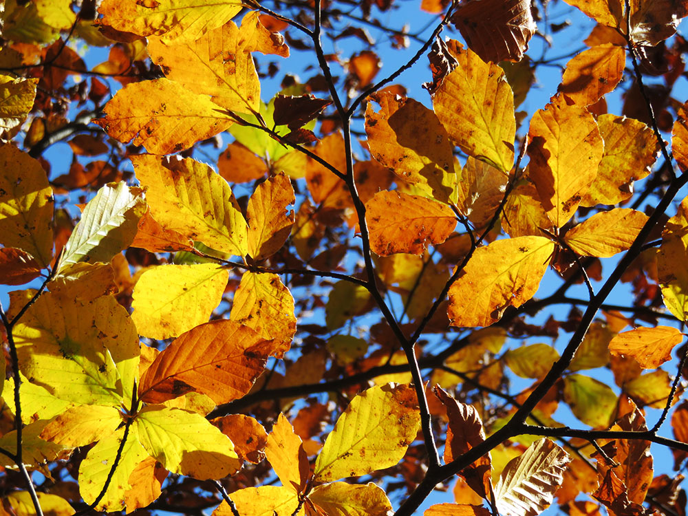 Autumn 1