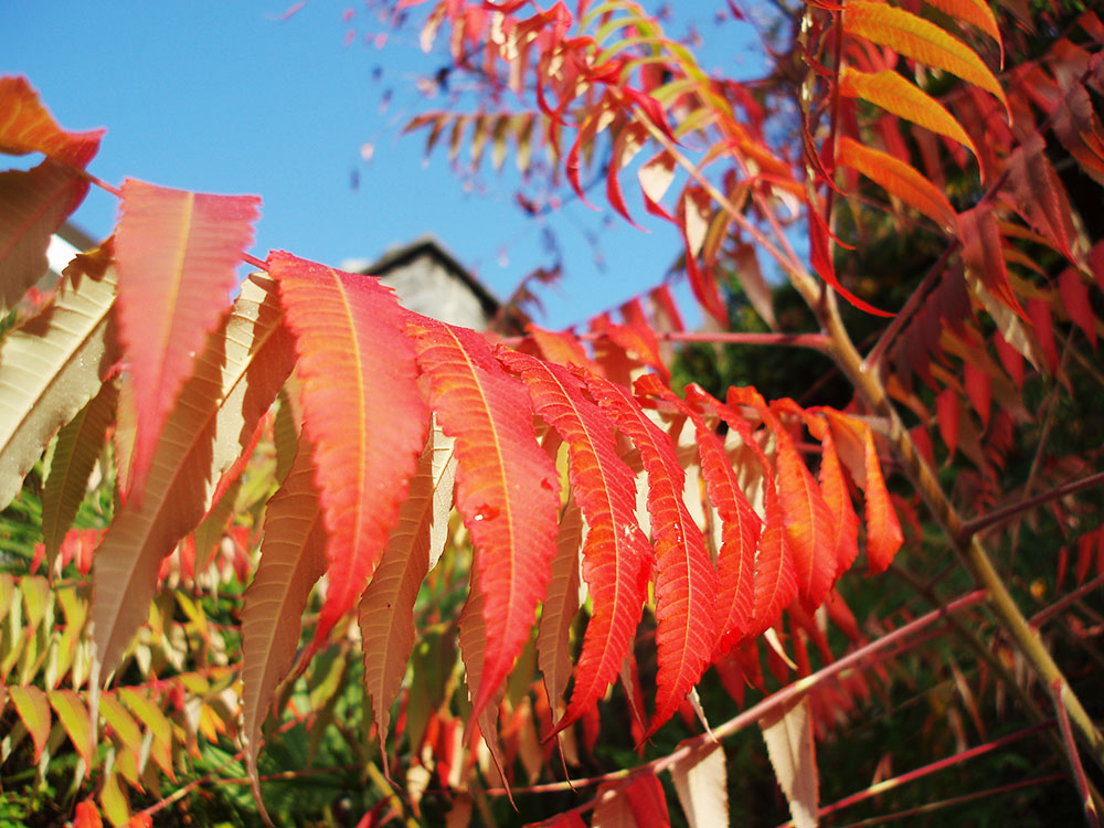 Autumn 5